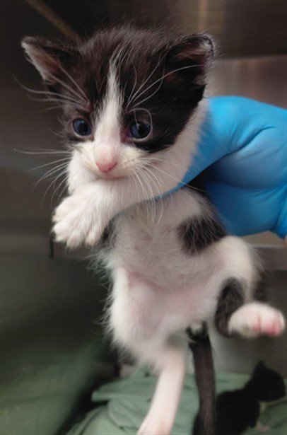 A661298 - Domestic Short Hair available for adoption