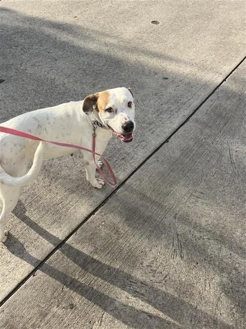 A658190 - Boxer / Labrador Retriever available for adoption