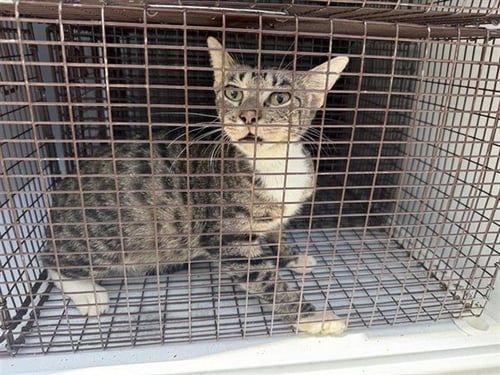 A660804 - Domestic Short Hair available for adoption