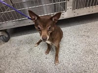 BROWNIE - Photo 1