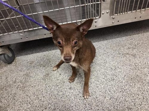 BROWNIE - Chihuahua available for adoption