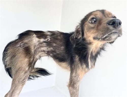 A658624 - Australian Cattle Dog/Blue Heeler available for adoption