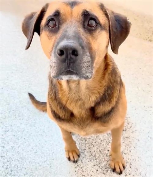 ROSCOE - Labrador Retriever available for adoption