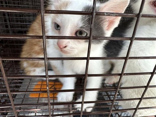 A661053 - Domestic Short Hair available for adoption