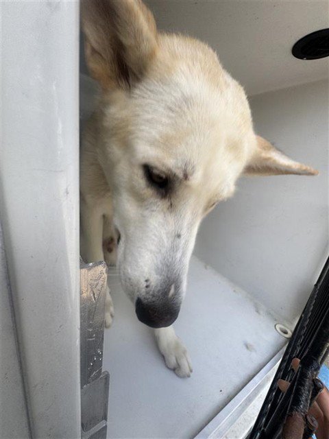 A658214 - German Shepherd Dog available for adoption