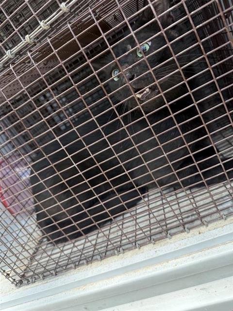 A657744 - Domestic Short Hair available for adoption
