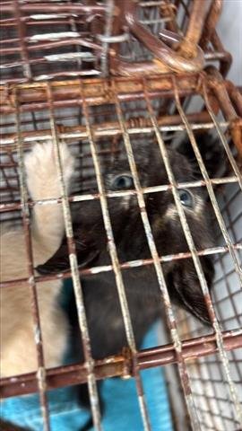 HATTIE - Domestic Short Hair available for adoption