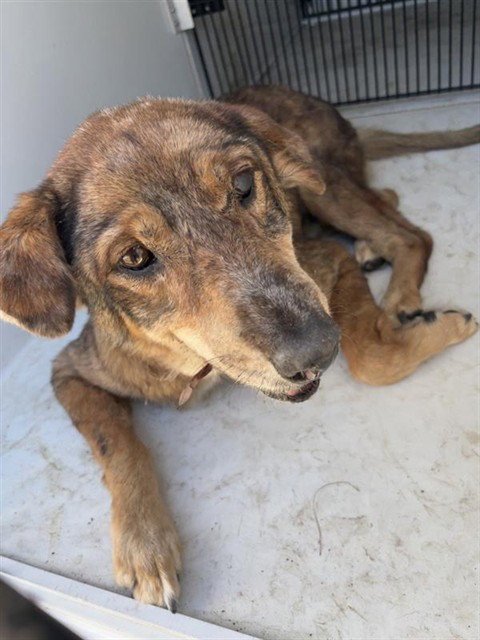 A655239 - German Shepherd Dog available for adoption