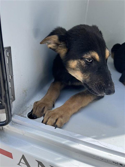 SHADOW - German Shepherd Dog / Doberman Pinscher available for adoption