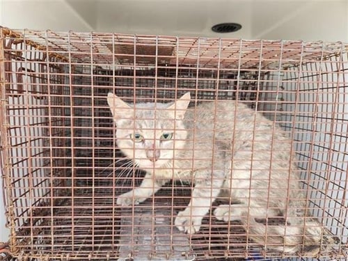 A657503 - Domestic Short Hair available for adoption