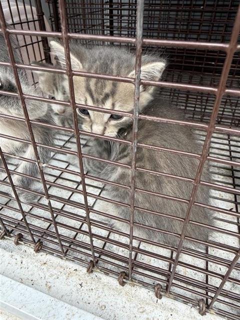 A656655 - Domestic Short Hair available for adoption