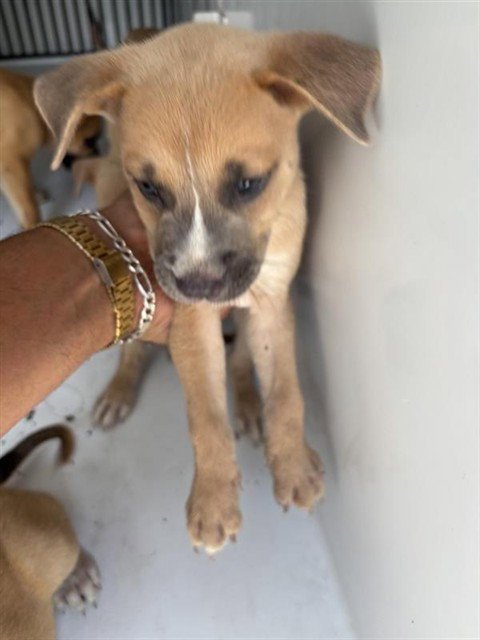 A658066 - Black Mouth Cur available for adoption