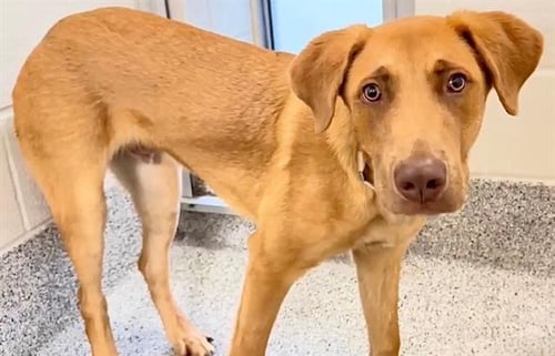 RUDY - Labrador Retriever available for adoption