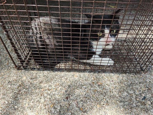 A660662 - Domestic Short Hair available for adoption