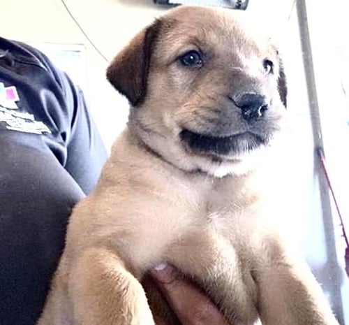 A656818 - German Shepherd Dog available for adoption
