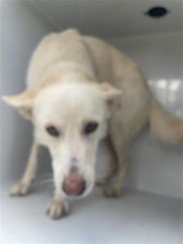 YUKON - German Shepherd Dog available for adoption