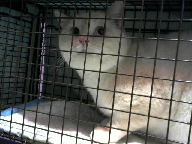 A650528 - Domestic Short Hair available for adoption