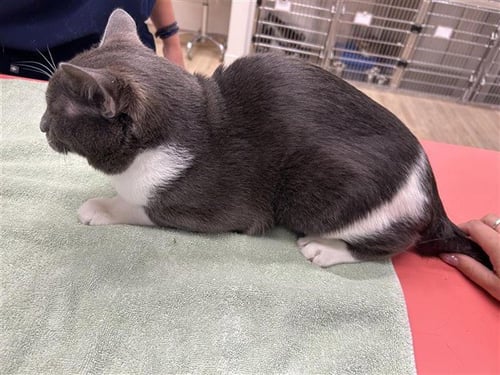 HASHI - Domestic Short Hair available for adoption