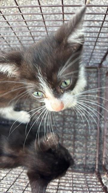 SKITTLES - Domestic Short Hair available for adoption