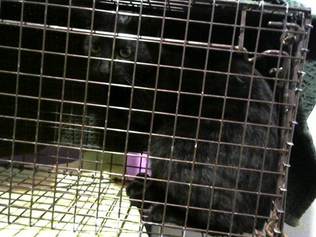 A650564 - Domestic Short Hair available for adoption