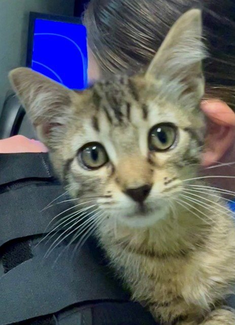 A657618 - Domestic Short Hair available for adoption