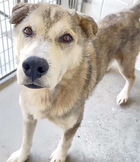COCO Image
