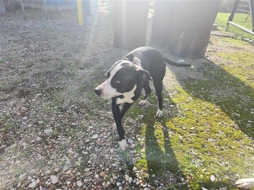 A658204 - Staffordshire Bull Terrier available for adoption