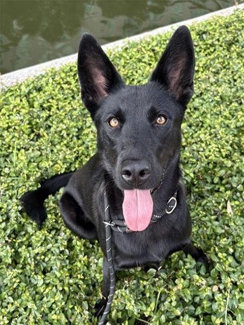 MISHA - Labrador Retriever available for adoption