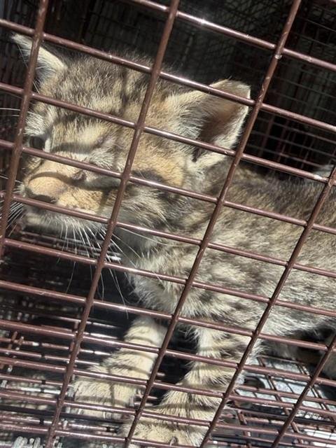 A662145 - Domestic Short Hair available for adoption