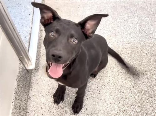 BUTCH - Labrador Retriever available for adoption