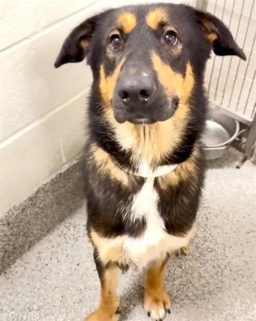 A659892 - German Shepherd Dog available for adoption