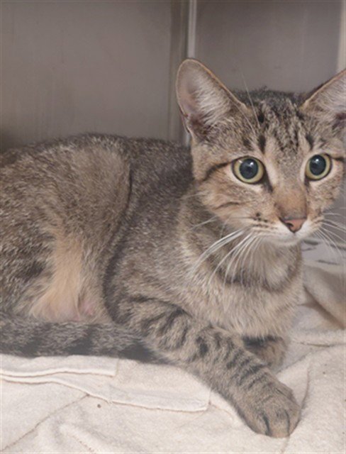 A659650 - Domestic Short Hair available for adoption