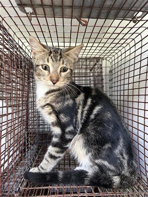 A662705 - Domestic Short Hair available for adoption