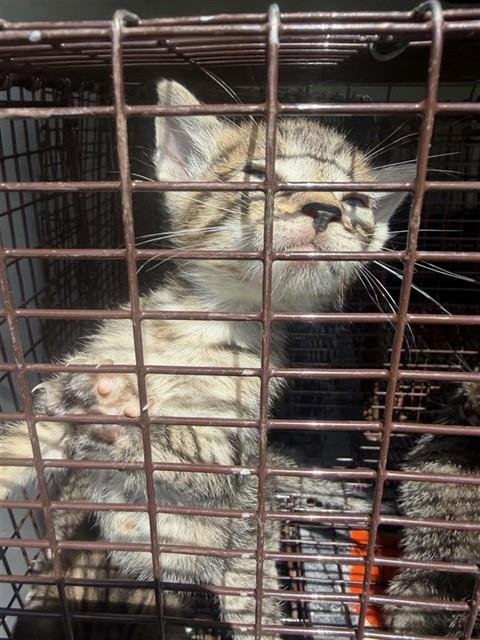 A662146 - Domestic Short Hair available for adoption