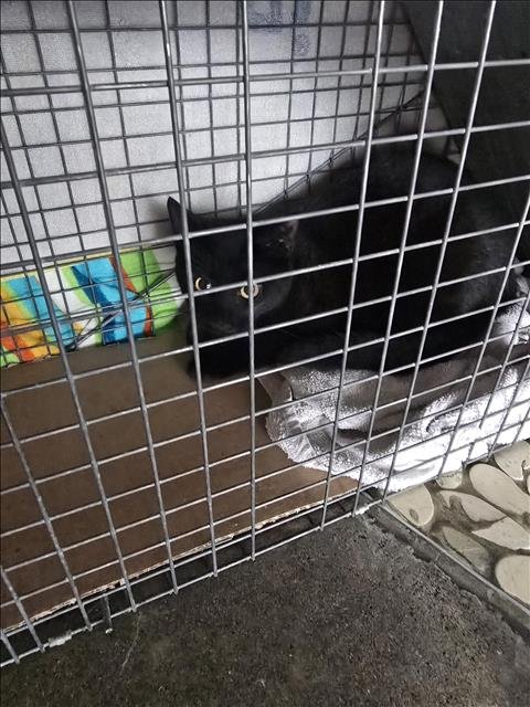 A650540 - Domestic Short Hair available for adoption