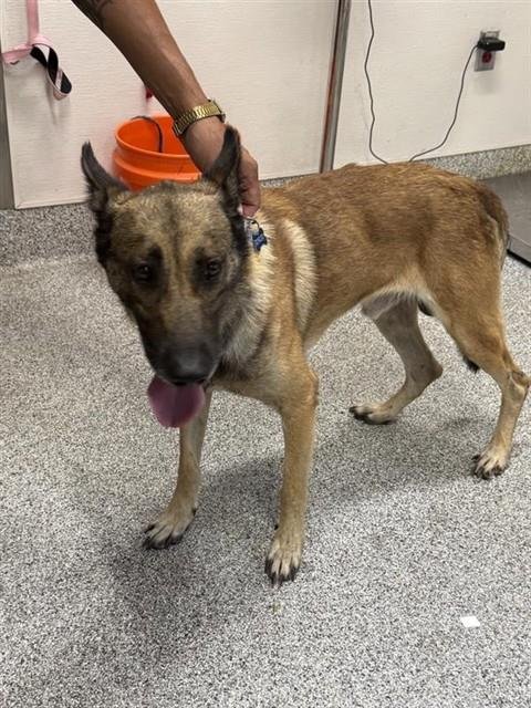 GORDO - German Shepherd Dog available for adoption