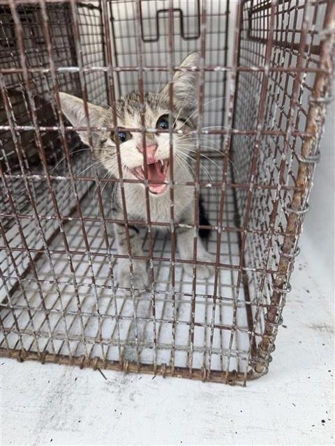 A661520 - Domestic Short Hair available for adoption