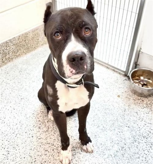 SANTINO - Cane Corso Mastiff available for adoption