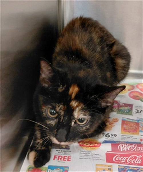 KITTEN 4 - Domestic Short Hair available for adoption