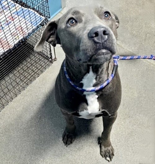 CILLA - Pit Bull Terrier available for adoption