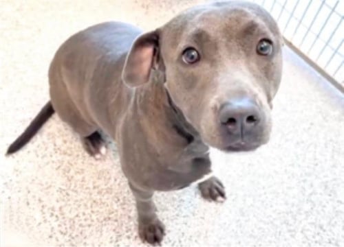CILLA - Pit Bull Terrier available for adoption