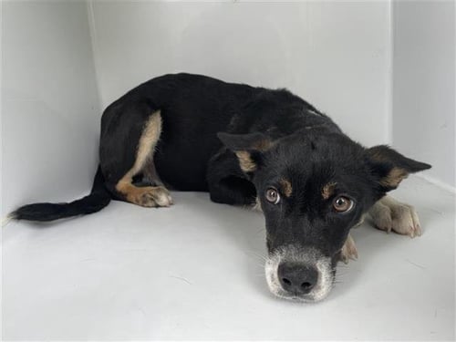 CUTIE PIE - Australian Kelpie available for adoption