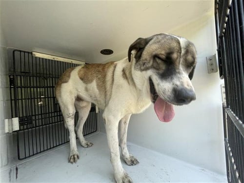 A658294 - Saint Bernard available for adoption