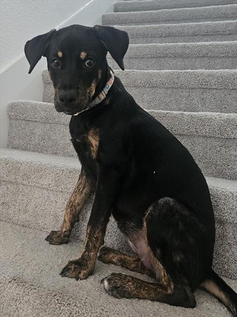 DAPHNE - Rottweiler available for adoption