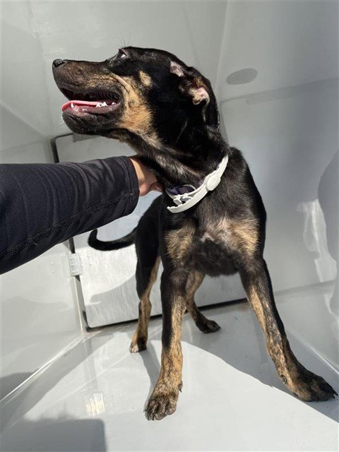 A660700 - Rottweiler available for adoption