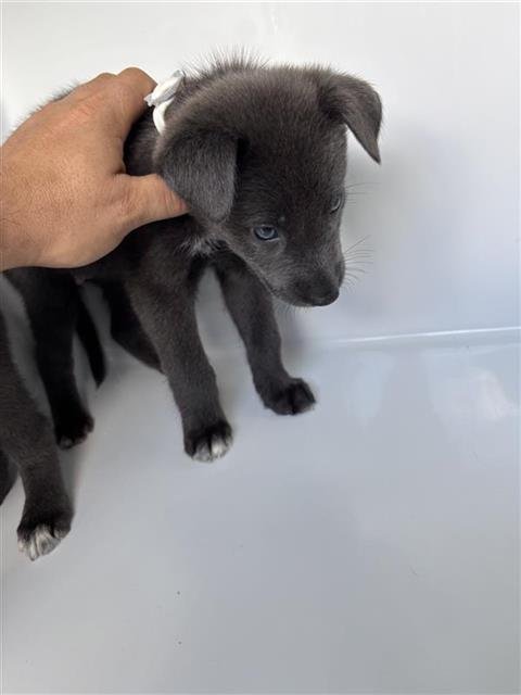 GRAY - German Shepherd Dog available for adoption