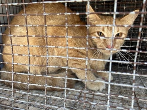 A658485 - Domestic Short Hair available for adoption