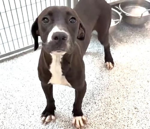 JESSE - Labrador Retriever available for adoption