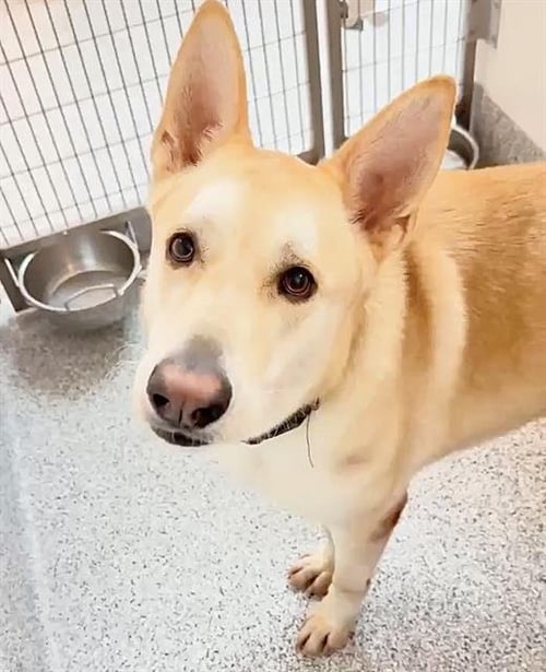 REF - Husky available for adoption