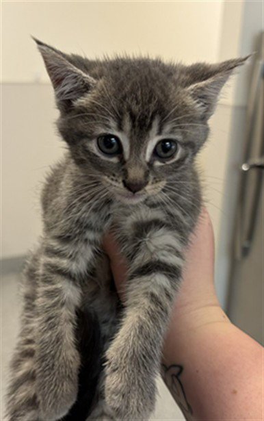 KITTEN 1 - Domestic Short Hair available for adoption
